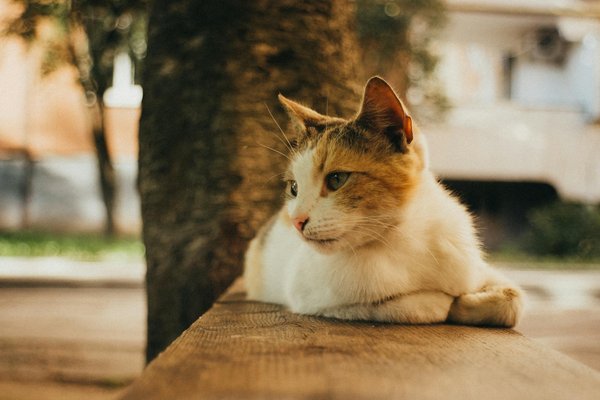 How do you create a modern take on a classic shepherd's pie?