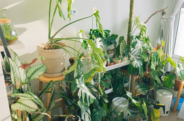Top methods to cultivate your plants effectively with Plant Me